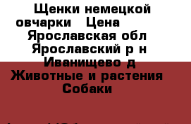 Щенки немецкой овчарки › Цена ­ 5 000 - Ярославская обл., Ярославский р-н, Иванищево д. Животные и растения » Собаки   